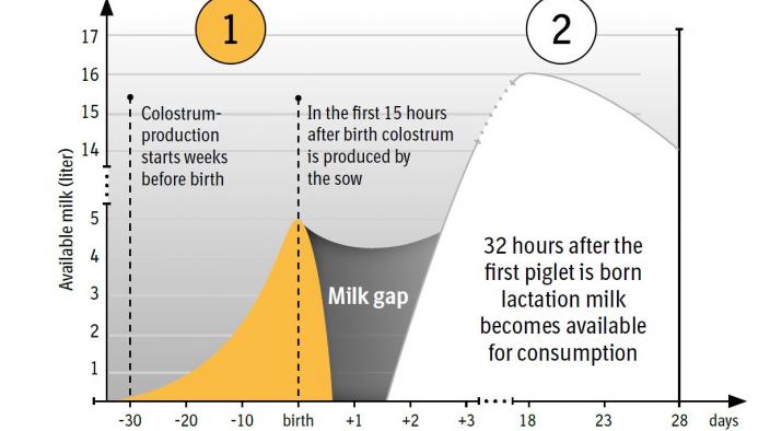 THE 2 PHASES OF MILK PRODUCTION