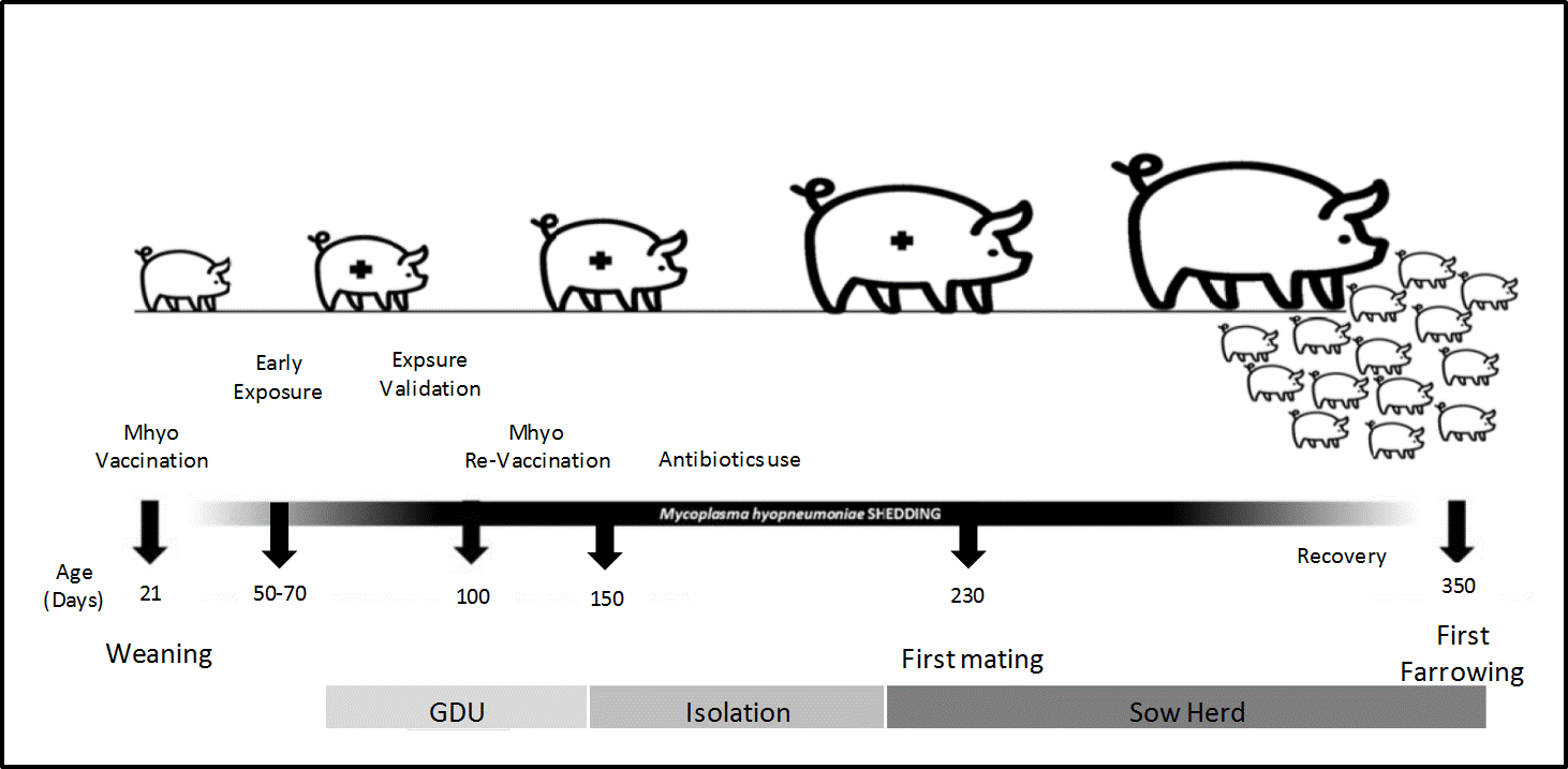 Figure 4 Image