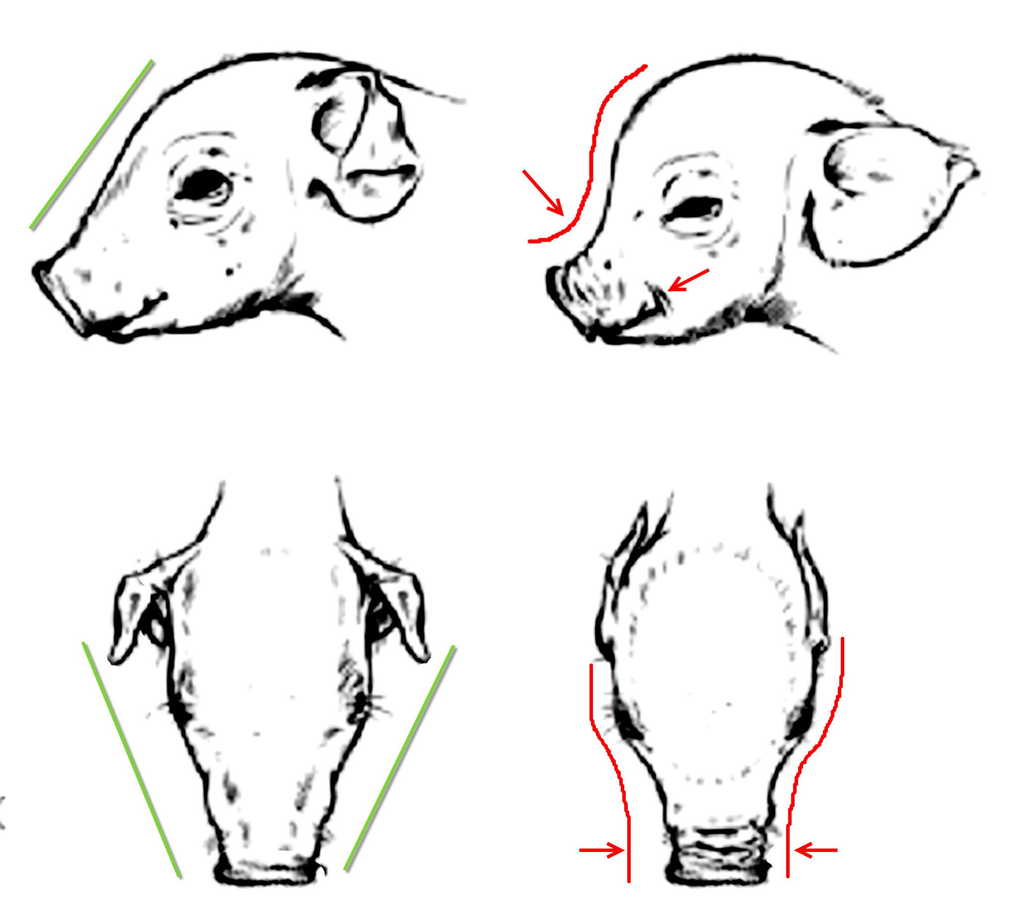 STRONG ACTIVE PIGLETS VERSUS INTRAUTERINE GROWTHRATE RESTRICTED (IUGR