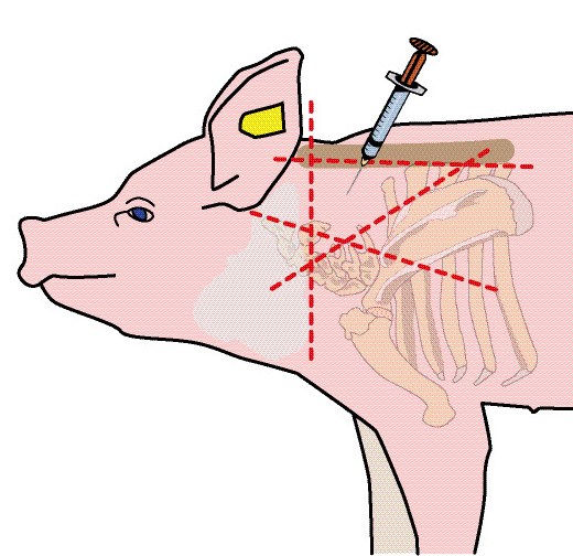 Figure 2 Image