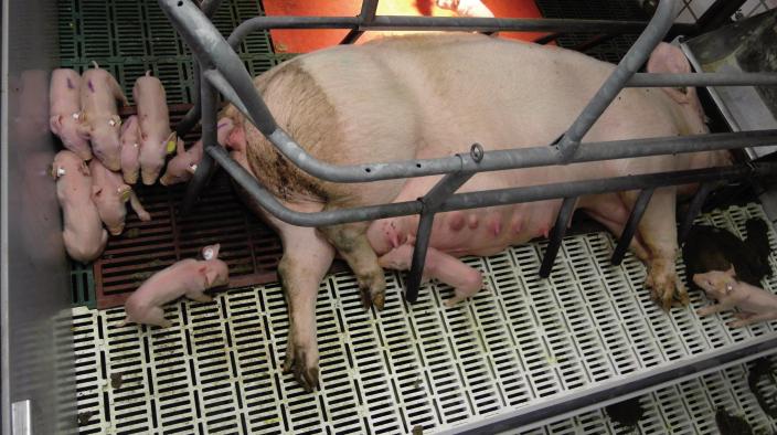 SUCKLING BEHAVIOUR OF SOW AND PIGLETS