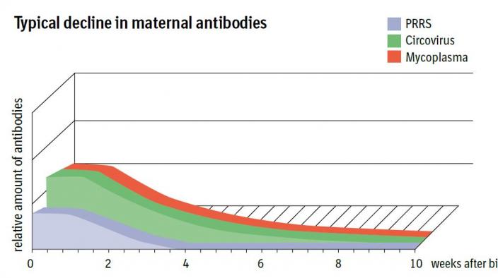 EARLY INFECTIONS WITH MYCOPLASMA?