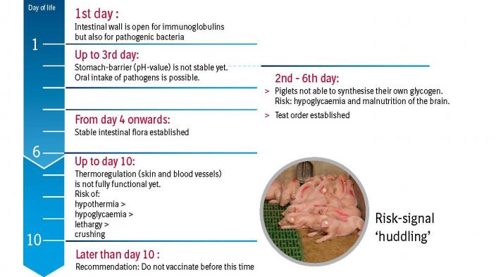 IMPORTANT DEVELOPMENTAL PHASES