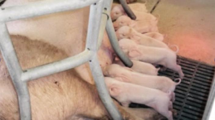 STRONG ACTIVE PIGLETS VERSUS INTRA-UTERINE GROWTH-RATE RESTRICTED (IUGR)-PIGLETS
