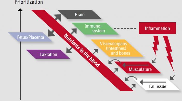 WHY A HEALTHY GUT IS SO IMPORTANT