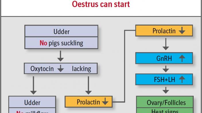 WEAK PIGLETS – IRREGULAR RETURN TO OESTRUS