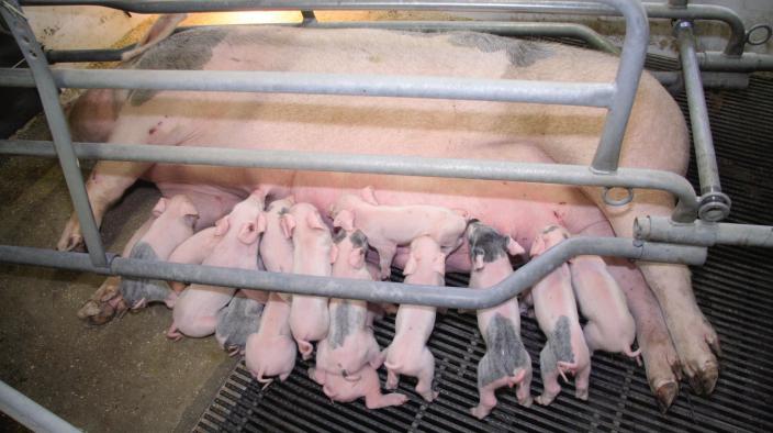 CONTROLLING UNIFORMITY AND BIRTH WEIGHT OF NEWLY BORN PIGLETS