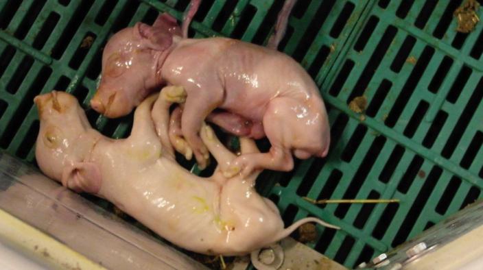 PIGLETS AT RISK DURING FARROWING