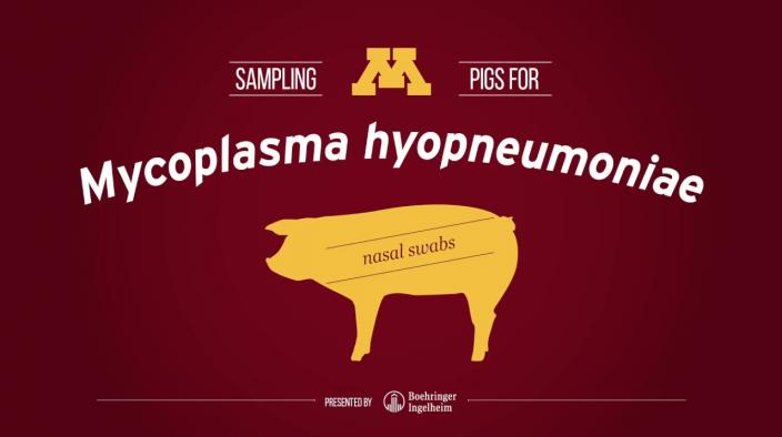 Nasal Swabs: Testing Pigs for Mycoplasma hyopneumoniae