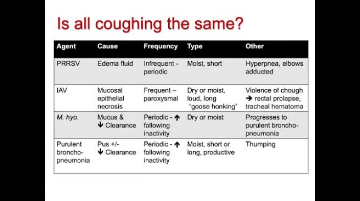 Why does a pig cough